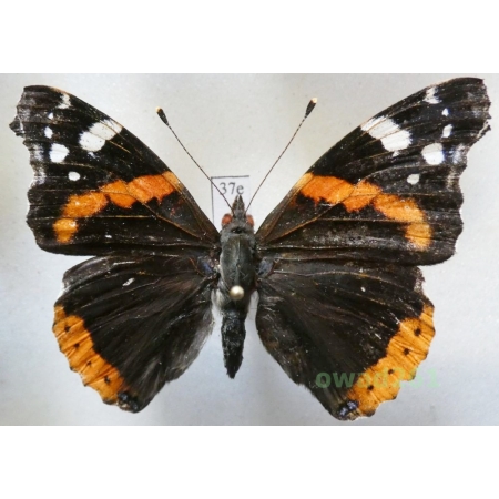 Vanessa atalanta (Linnaeus, 1758) Poland37e